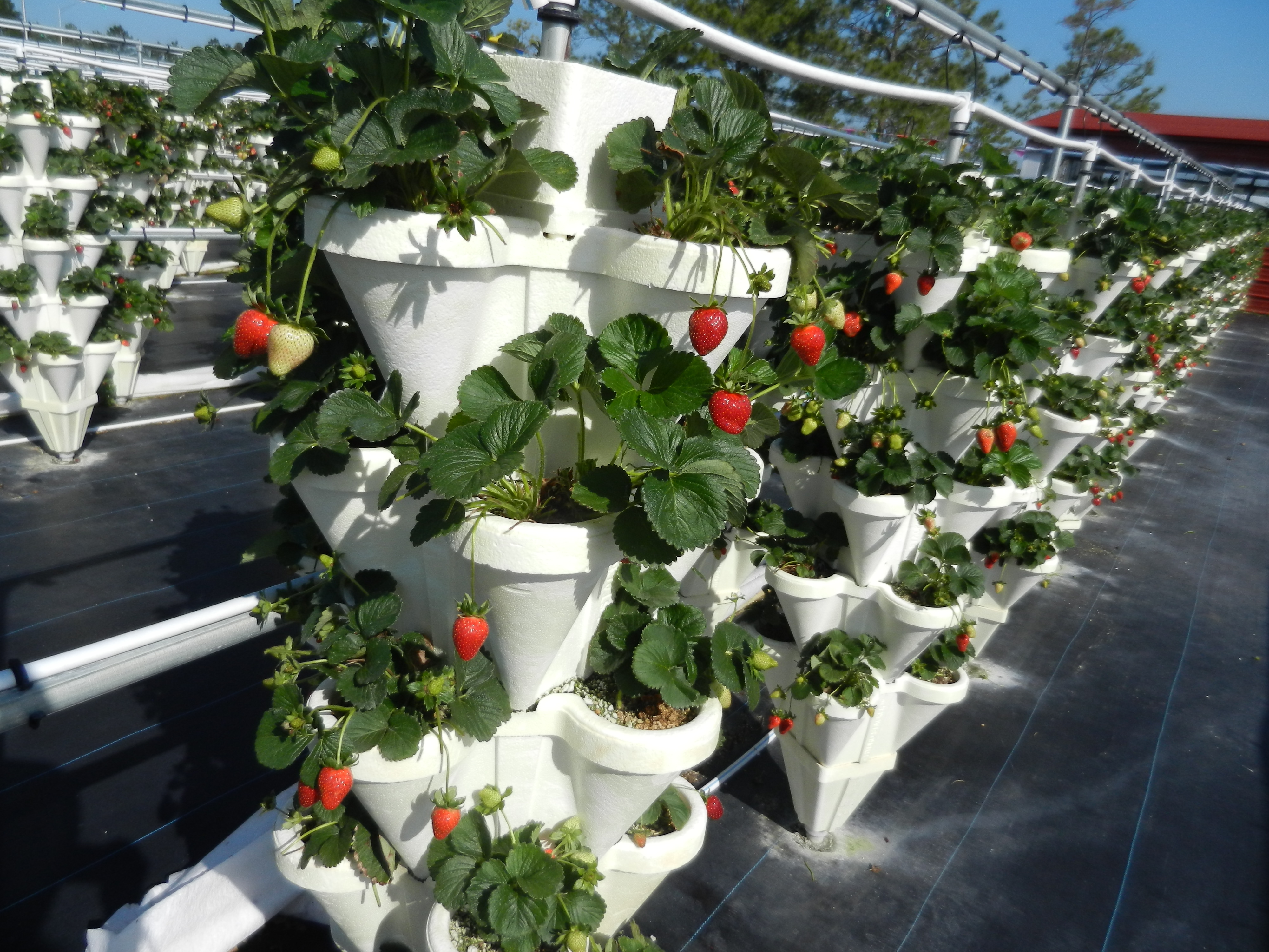 potted strawberry plants fresh fruit u-pick