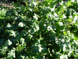 A happy, lush, arugula plant