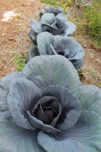 A neighbor's row of beautiful purple cabbage.