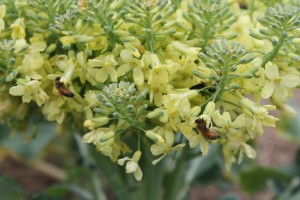 Honey bees visit the flowering broccoli.