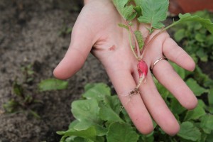 A baby radish fresh from our garden.