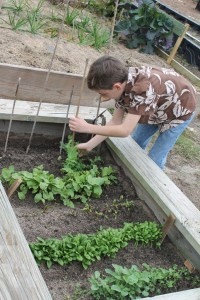 Max examines our pea vines and bamboo stakes.