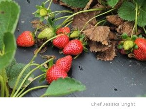strawberry field